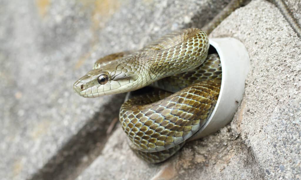 A Japanese Rat Snake in a pipe. Outside of Okinawa it’s known as the biggest Japanese snake.