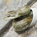 Japanese rat snake