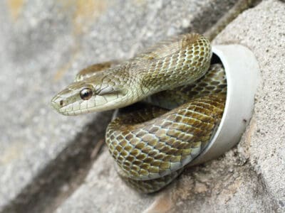 A Japanese rat snake