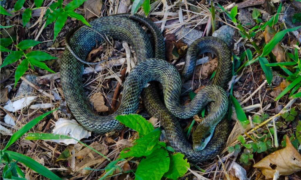 The Japanese Rat Snake has a thick body measuring about two inches wide.