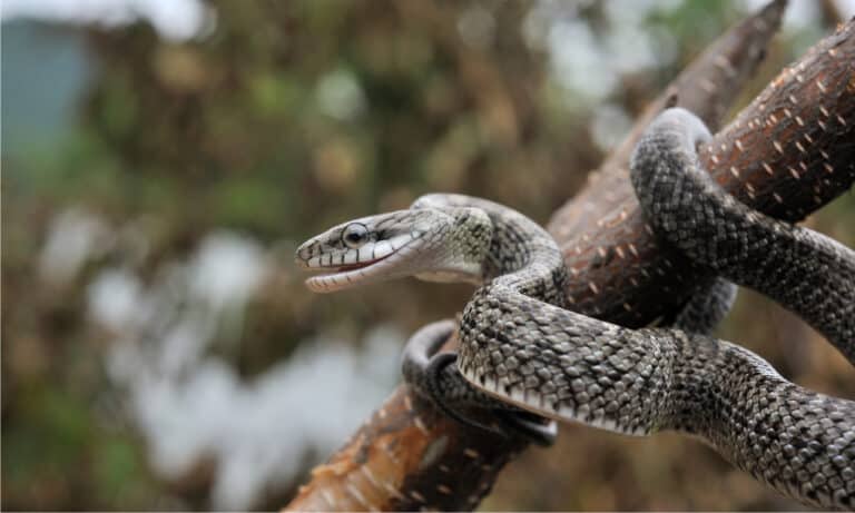 Japanese Rat Snake is known for climbing high into trees and taking baby birds out of their nests.