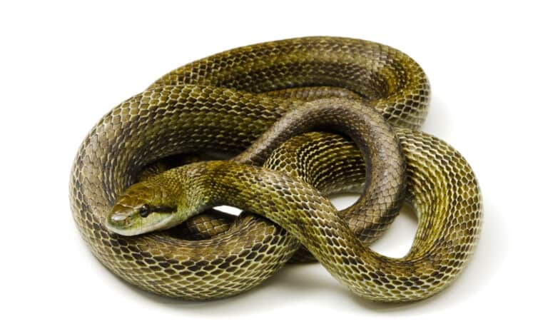 Japanese Rat Snake isolated on a white background.