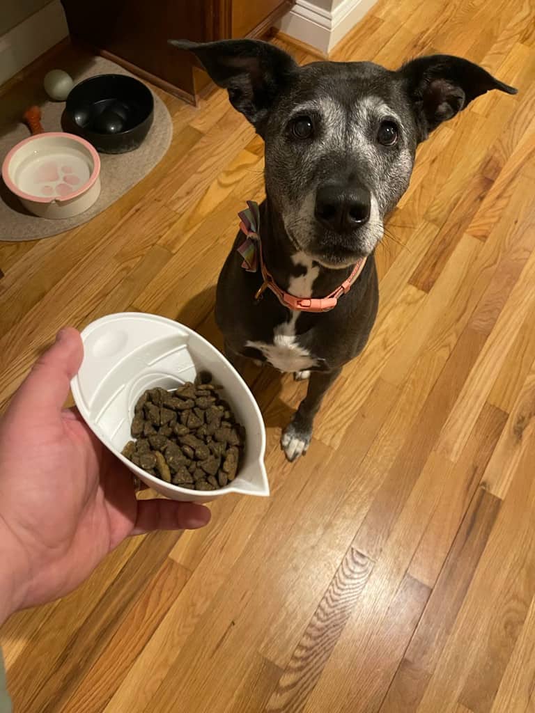 best dog food for pitbulls with skin allergies reddit