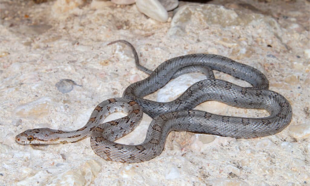 Büyük bir kayanın üzerinde bir genç Baird'in sıçan yılanı