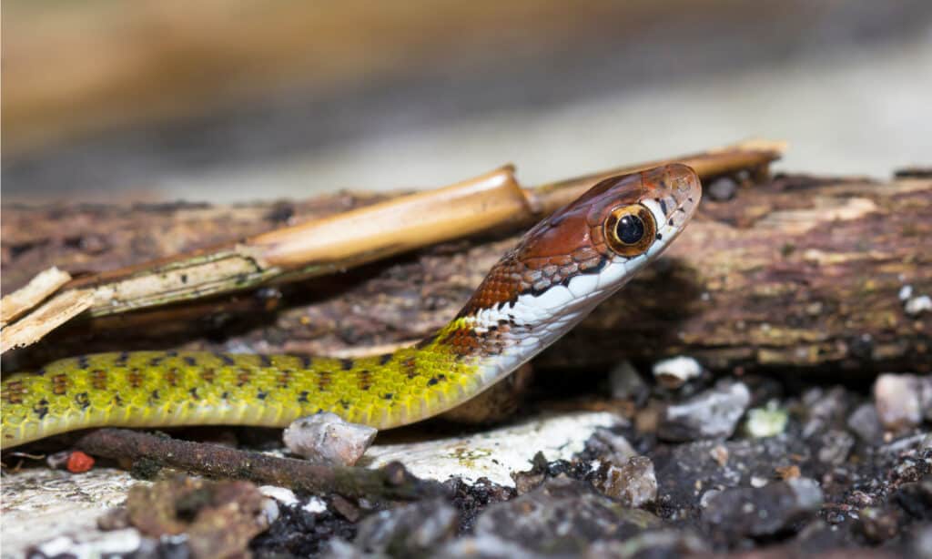 Speckle-bellied Keelback (Rhabdophis chrysargos) juvenile in the Kaeng Krachan National Park, Thailand.