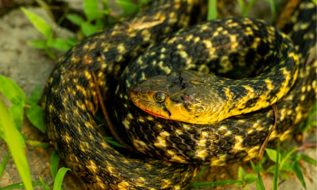 Non-aggressive Amphiesma stolatum, or buff striped keelback snake. It is not dangerous to humans because they are not carrying toxins.