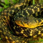 Keelback