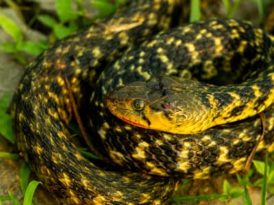 Keelback Picture