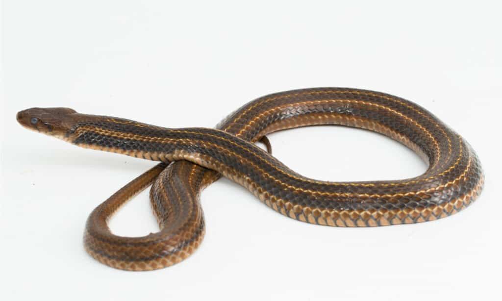 Keelback isolated on white background.