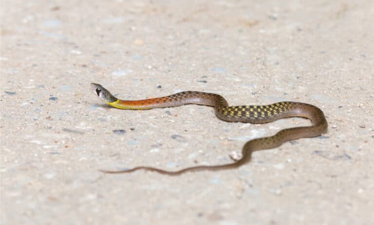 Red-necked Keelback on a rural concrete road. The snake is generally olive green with black checkering running the length of the body, and greenish yellow highlights.