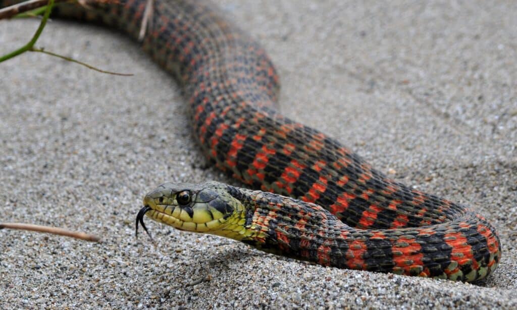 An average tiger keelback will measure 0.7-1.2m (2.25-ft) long and weigh 60-800g (2-28.25oz).