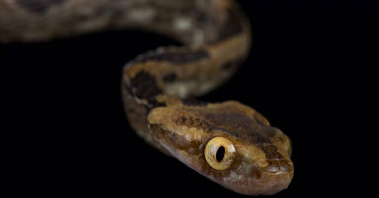Closeup of a Kelung cat snake