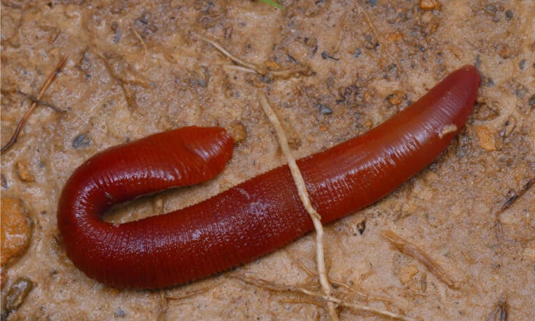 The Kinabalu Giant Red Leech is vulnerable to predators because of its bright red color, and will go into crevices to hide.