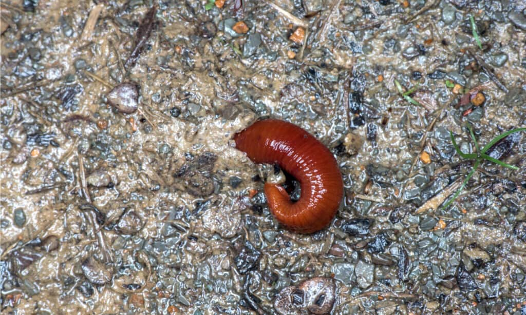 The Kinabalu giant red leech lives in moist leaves and soil.