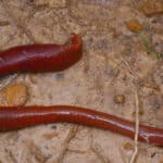 Kinabalu giant red leech