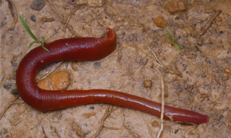 The narrow body of the Kinabalu Giant Red Leech allows it to fit into the crevices of rocks in its mountainous habitat.
