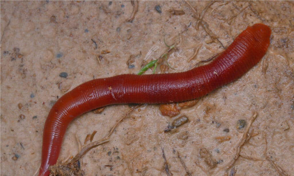 Kinabalu Giant Red Leech is bright reddish orange in color and is twenty or more inches long.