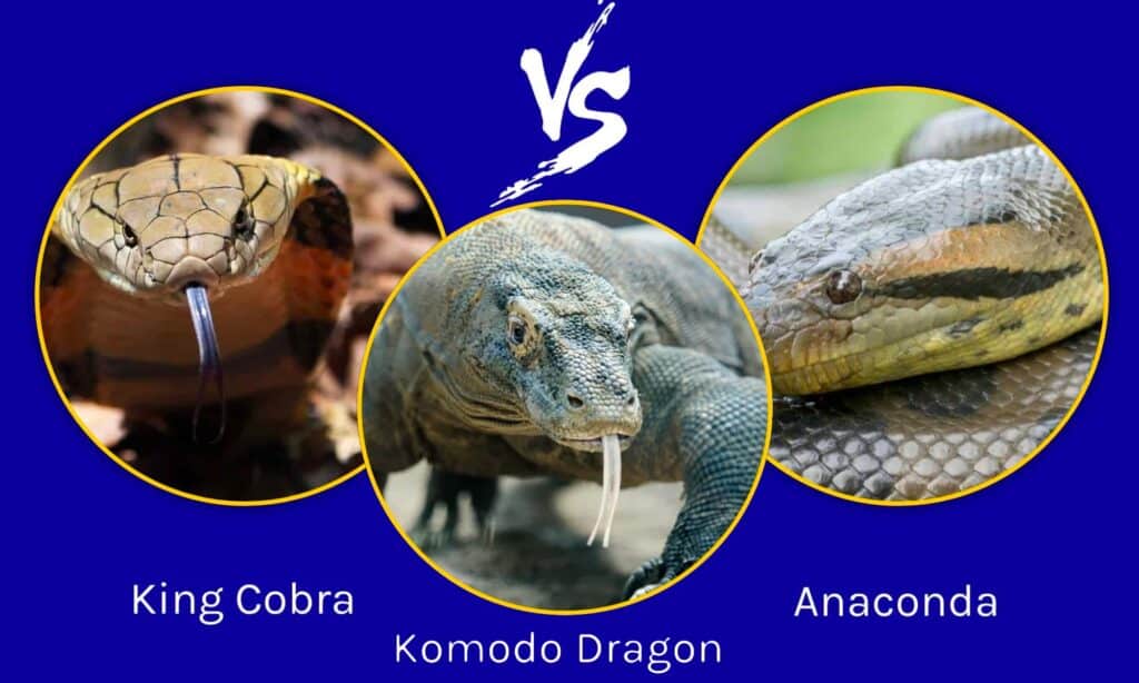 King Cobra vs Komodo Dragon vs Anaconda