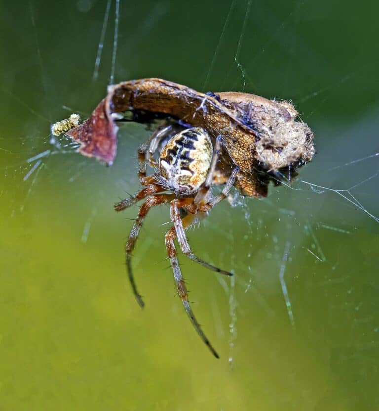 10 Spiders In Virginia - A-Z Animals