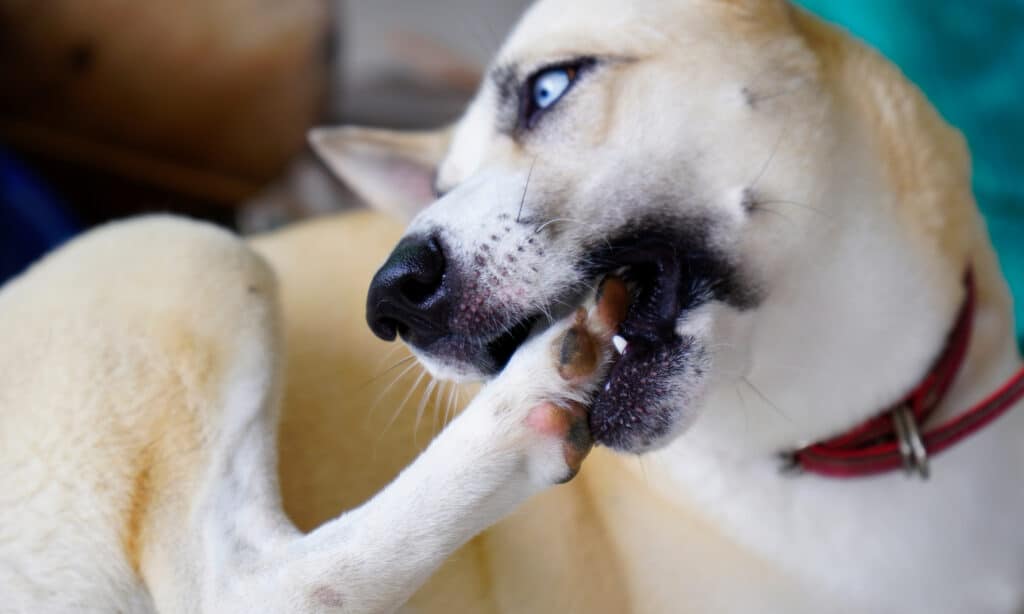 A large dog with blue eyes chewing its foot