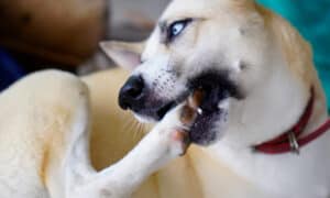 Dog Foot Chewing: When to Be Concerned, and What to Do About It Picture