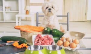 The Best Limited Ingredient Dog Food (Good For Allergies) Picture