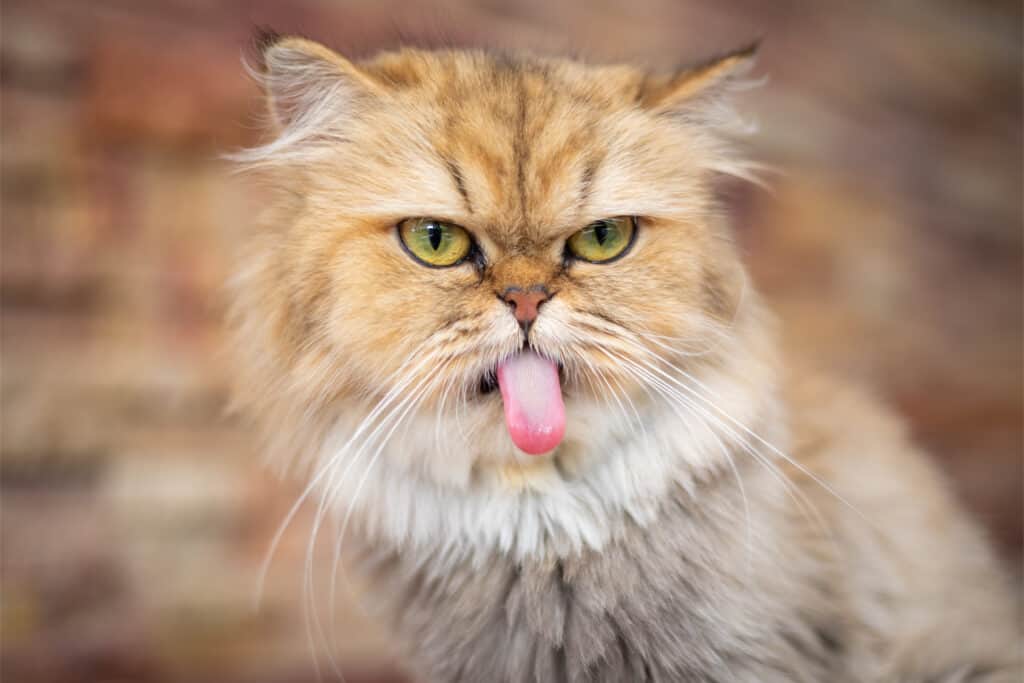 Longhaired cat sticking its tongue out