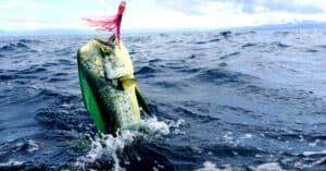Discover the Largest Mahi Mahi Ever Caught in Washington Picture