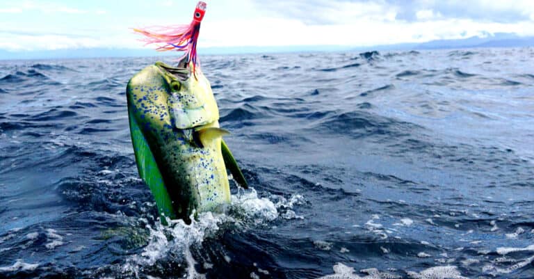 A Mahi Mahi caught on a fishing lure