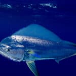 Mahi-mahi