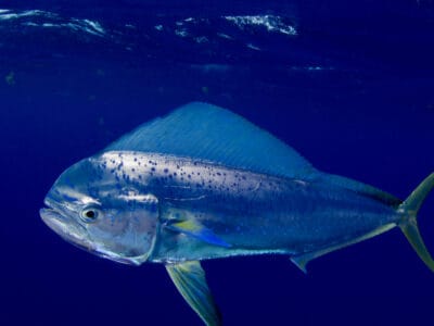 A Mahi Mahi (Dolphin Fish)