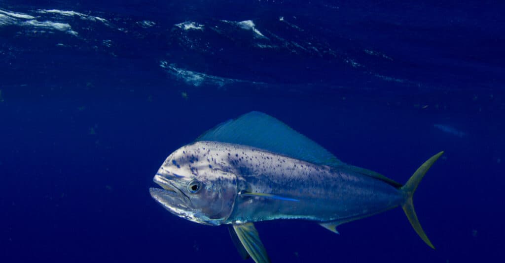 A Mahi Mahi flashes silver in certain light