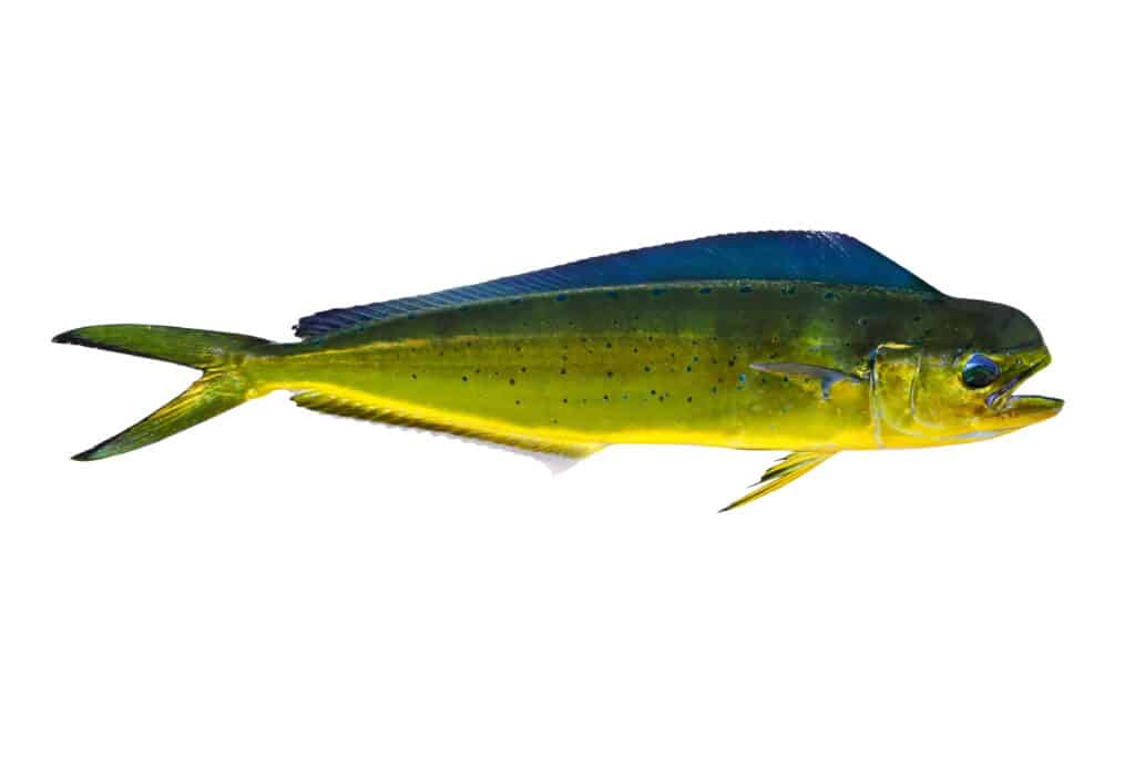 Mahi Mahi on a white background