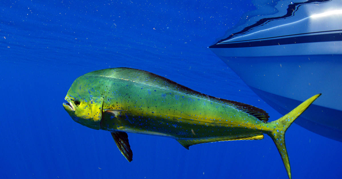 A Mahi Mahi swims in front of a boat