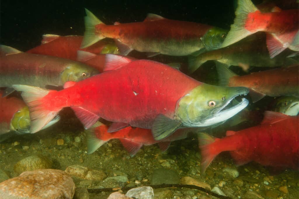 A bright red sockeye salmon swimming