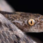 Cat snakes