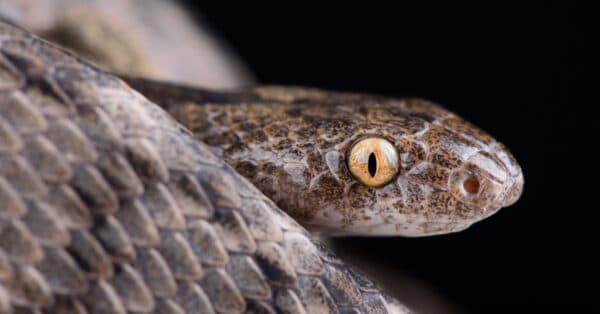 How Do Snakes See? Everything We Know About Their Vision - A-Z Animals