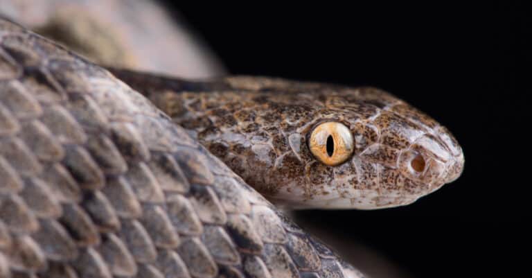A closeup of a Mediterranean cat snake shows its large, cat-like eye