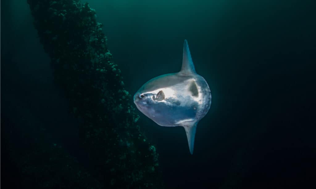 Baby Mola mola (Sunfish). In the first stage of development, the baby sunfish resembles small round pufferfish.