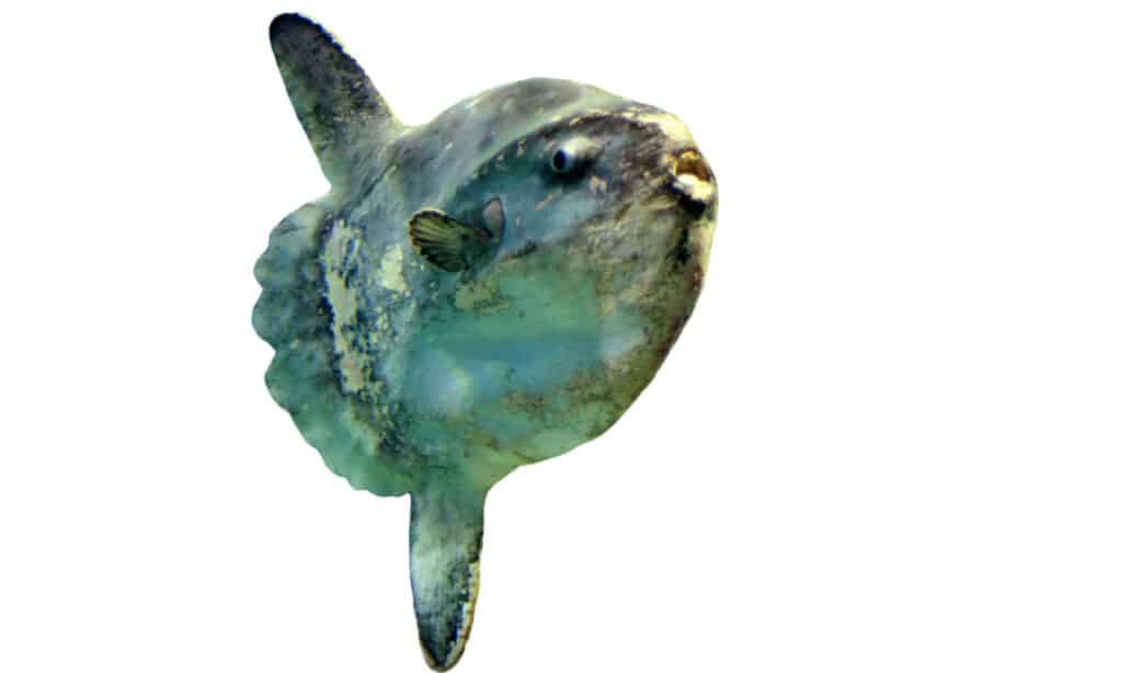 Mola mola isolated on a white background.