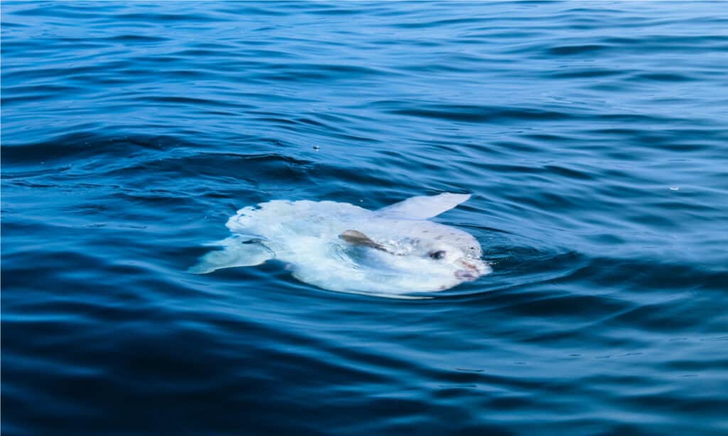 Ocean sunfish or Mola mola have small mouths and large eyes on their massive heads.