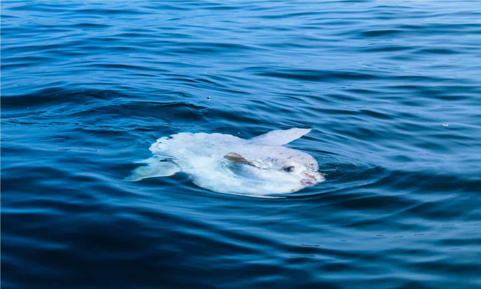 Mola mola (Ocean Sunfish) Fish Facts - Mola mola - A-Z Animals