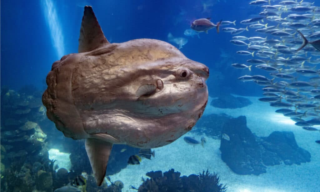 Poisson-lune sous l'eau se bouchent.  Les mola mola sont peut-être les plus gros poissons osseux du monde.