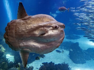 A Mola mola (Ocean Sunfish)