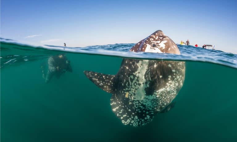 Mola mola in the Atlantic Ocean, Western Cape, South Africa. The body is huge, oval-shaped, but also relatively flat from side to side.