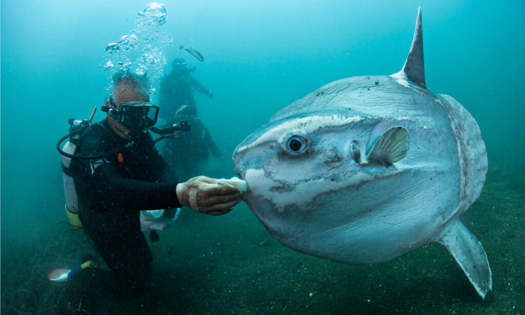 Ocean Sunfish, Mola mola swimming underwater with divers. They are considered to be fairly docile and gentle around human divers.