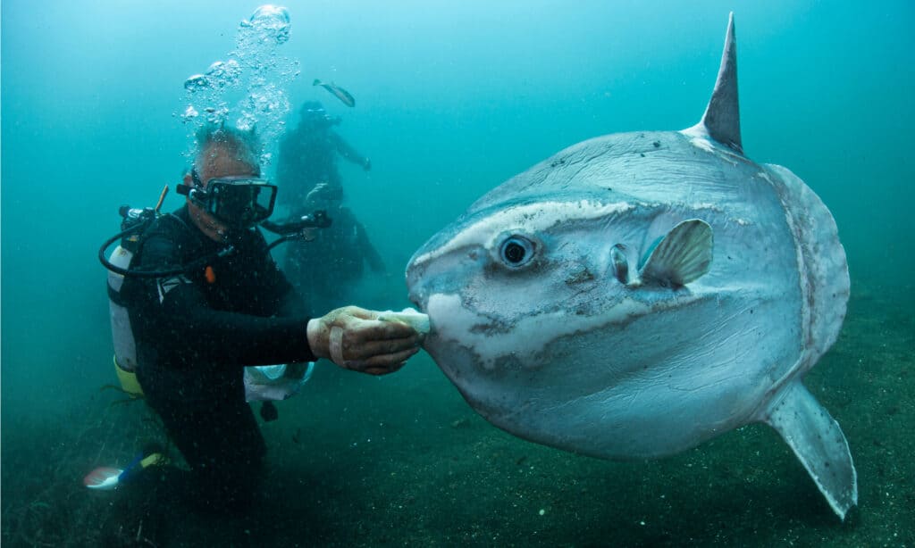 Pictures of Tiny Baby Ocean Sunfish Compared to Fully Grown Giants