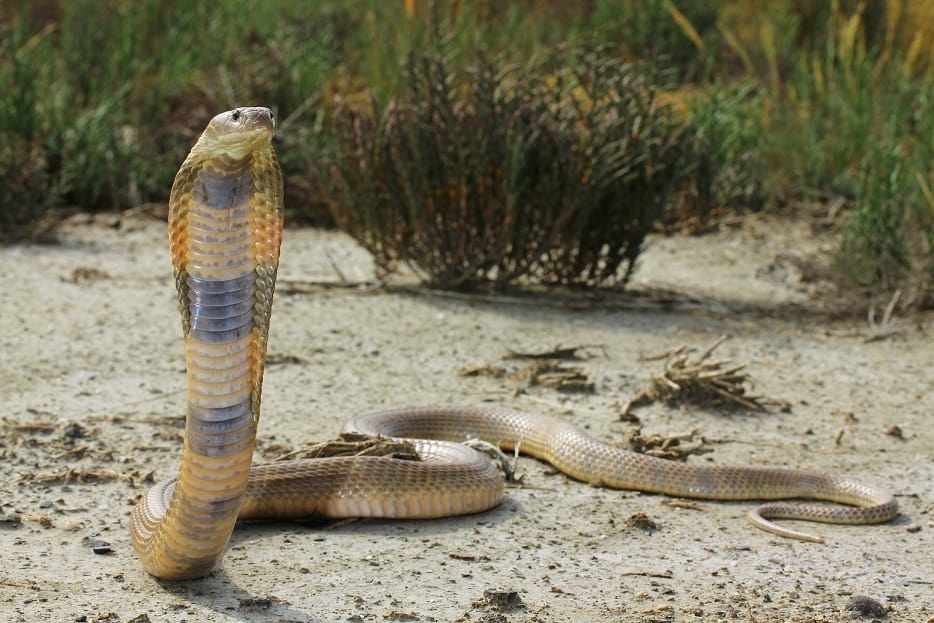 Caspian cobra