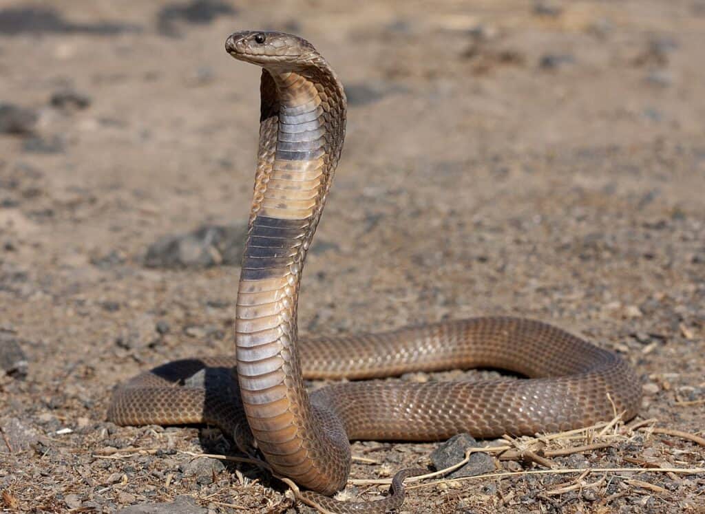 Caspian cobra