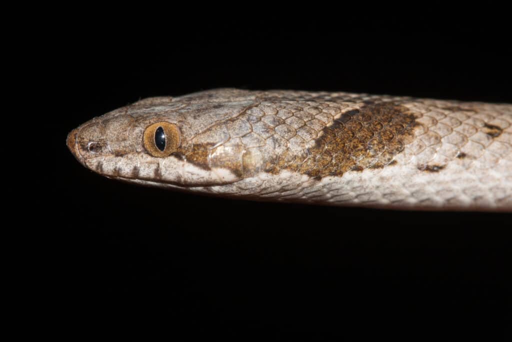 Night snake's head on a black background